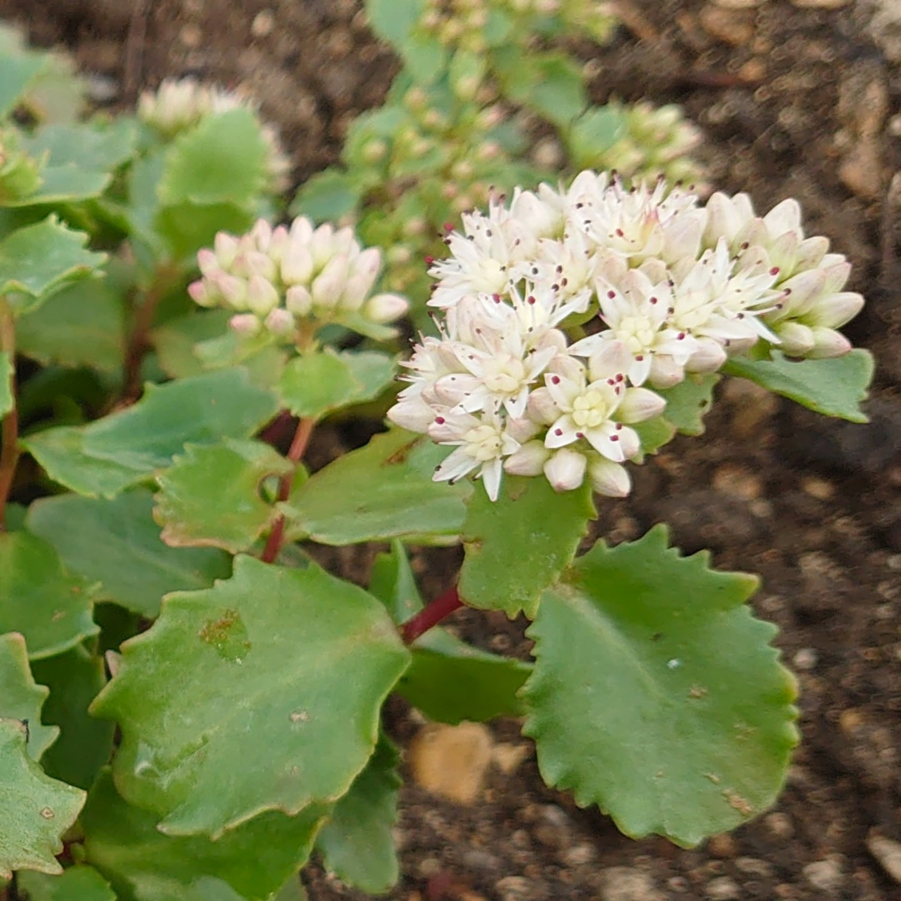 Sedum populifolium orpin vivace pot 1L fleurs blanc rosé