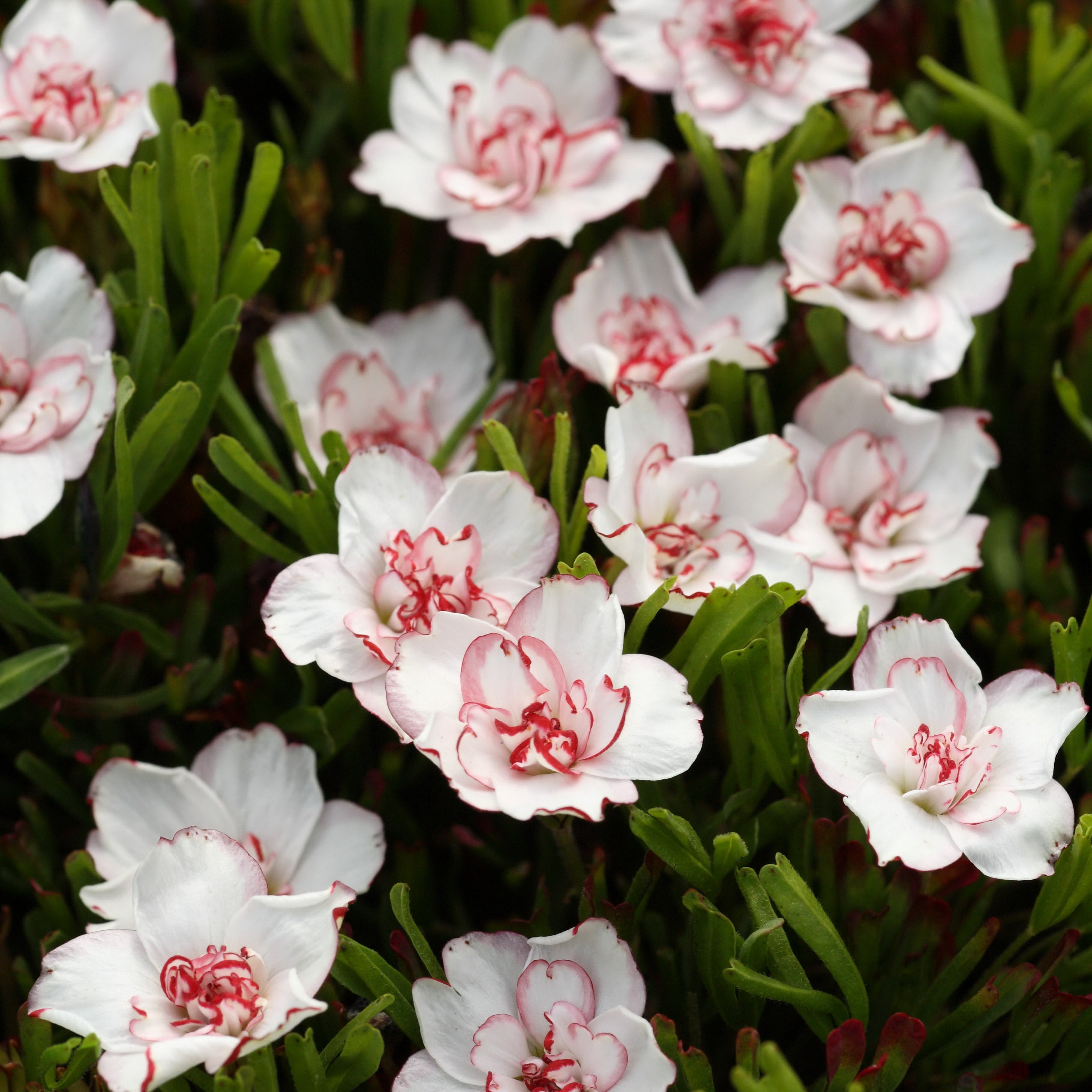 Bakker Bulbes Oxalis Double Pink Wonder bulbes 5 bulbes rose double