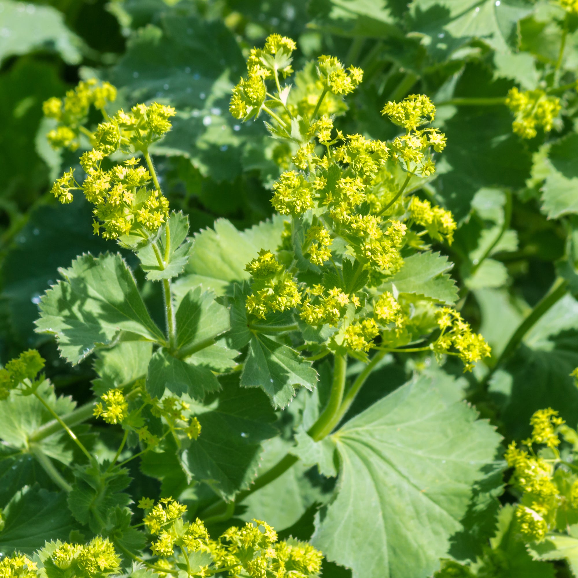Bakker Alchemille mollis vivace jaune lot 3 racines nues