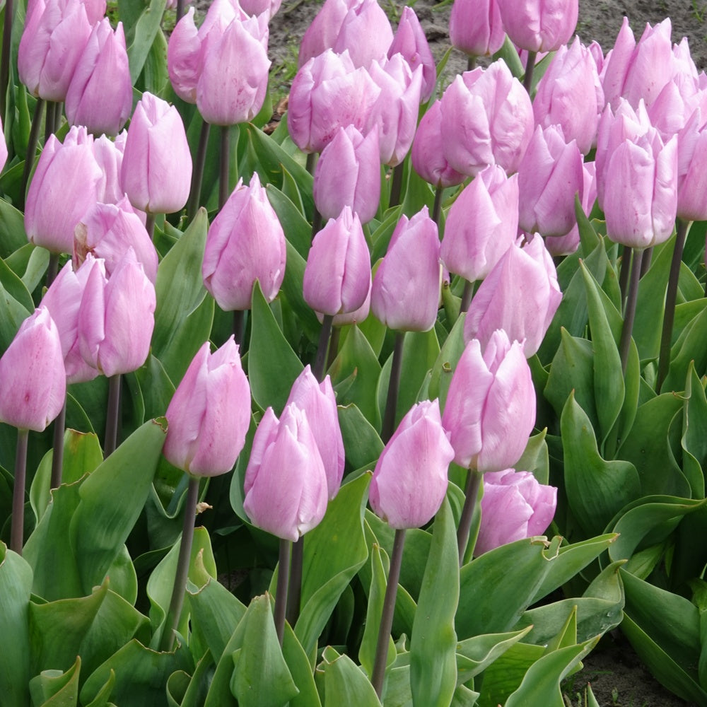 Bakker 10 Tulipes Triomphe Candy Prince bulbes sachet 10