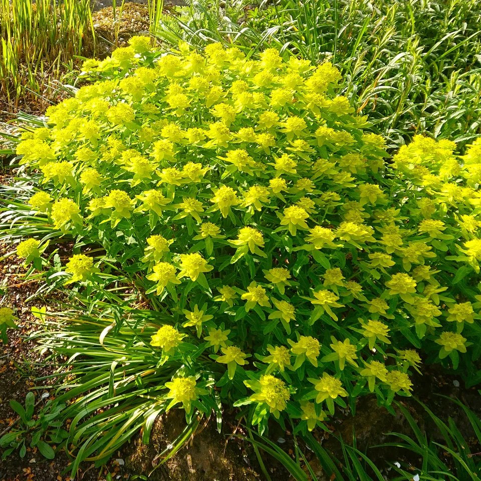 Passion Vivaces Euphorbia Major euphorbe jaune d'or touffe