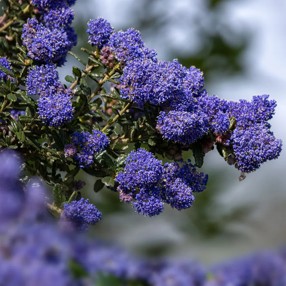 Bakker Céanothe Dark Star arbuste bleu lilas Californie Ø 9cm