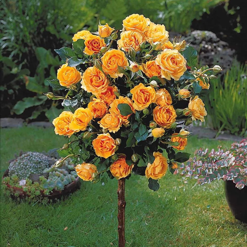 Bakker Rosiers Rosier Sunsilk tige 90-100cm jaune remontant