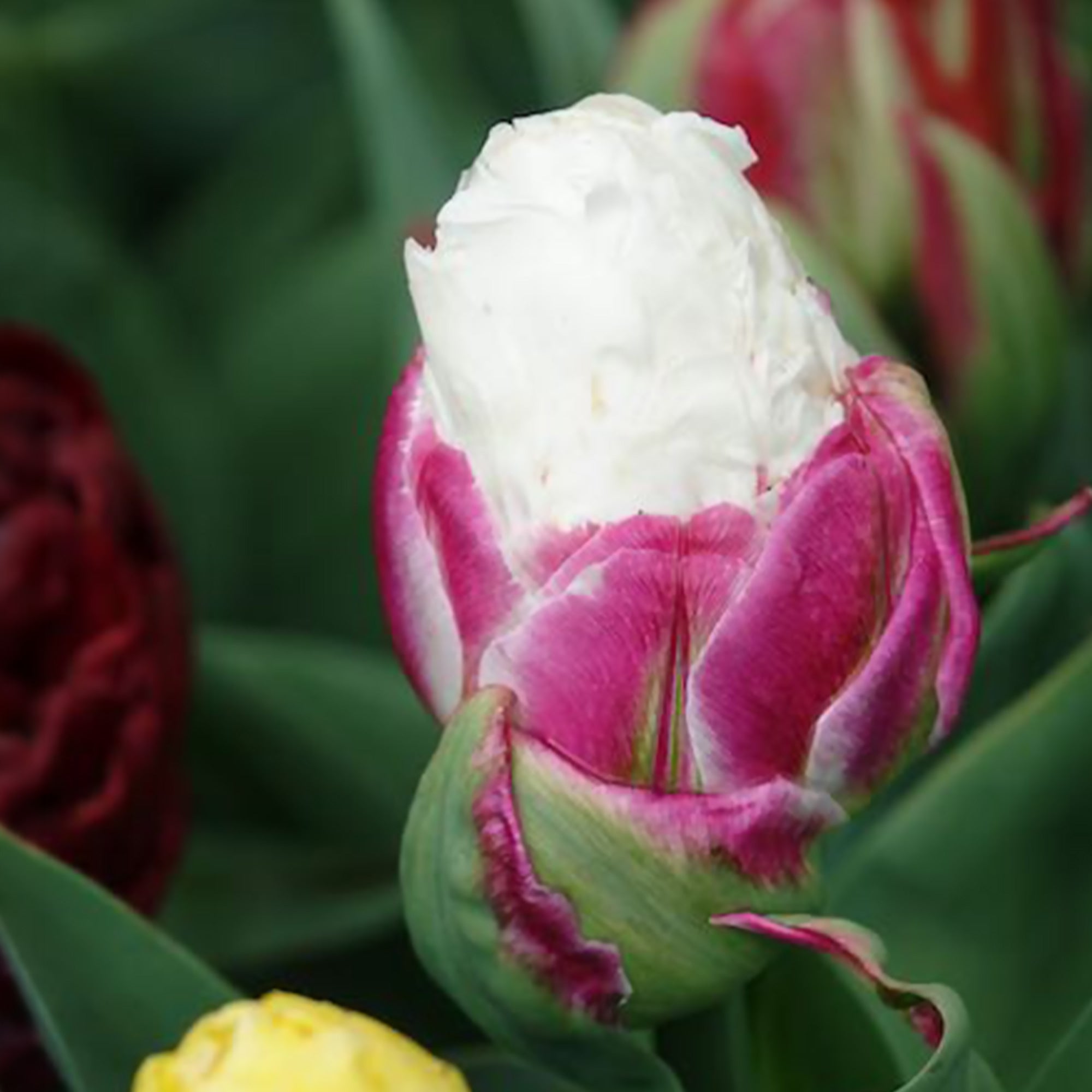 Bakker Ice Cream Tulipes doubles 7 bulbes blanc rose