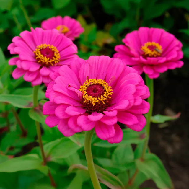 Bakker Zinnia elegans fuchsia fleur pot Ø10,5cm
