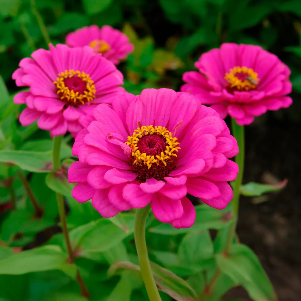 Bakker Zinnia elegans fuchsia fleur pot Ø10,5cm