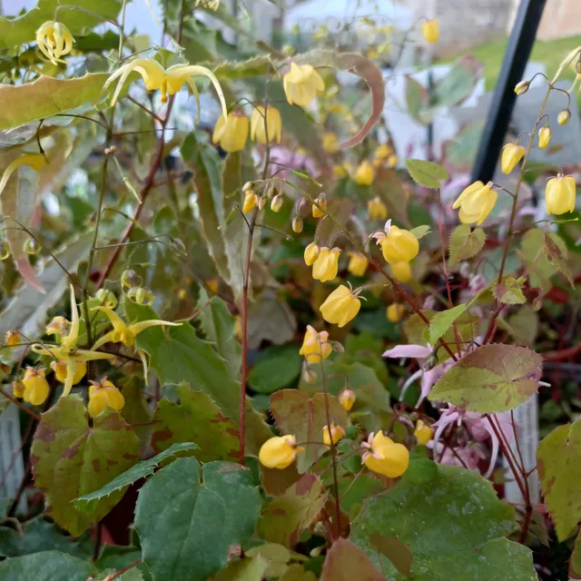 Epimedium Sunny and Share fleur des elfes pot 1 L jaune