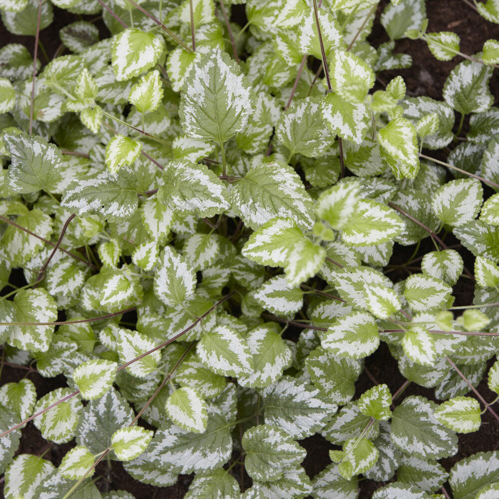 Bakker Lamier doré Florentinum vivace pot Ø 9cm jaune