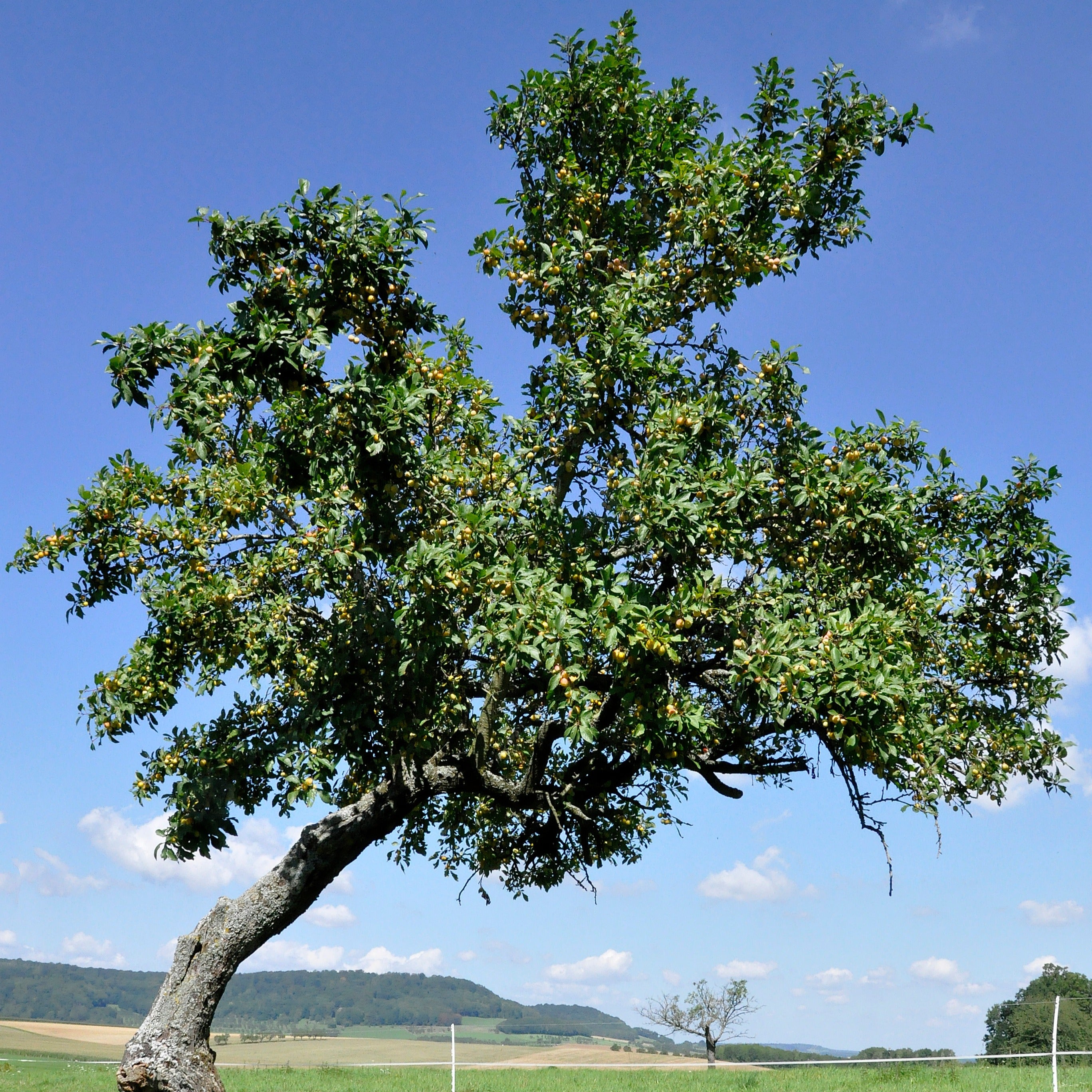 Bakker Prunier Reine-Claude d'Oullins motte gobelet 90-130cm
