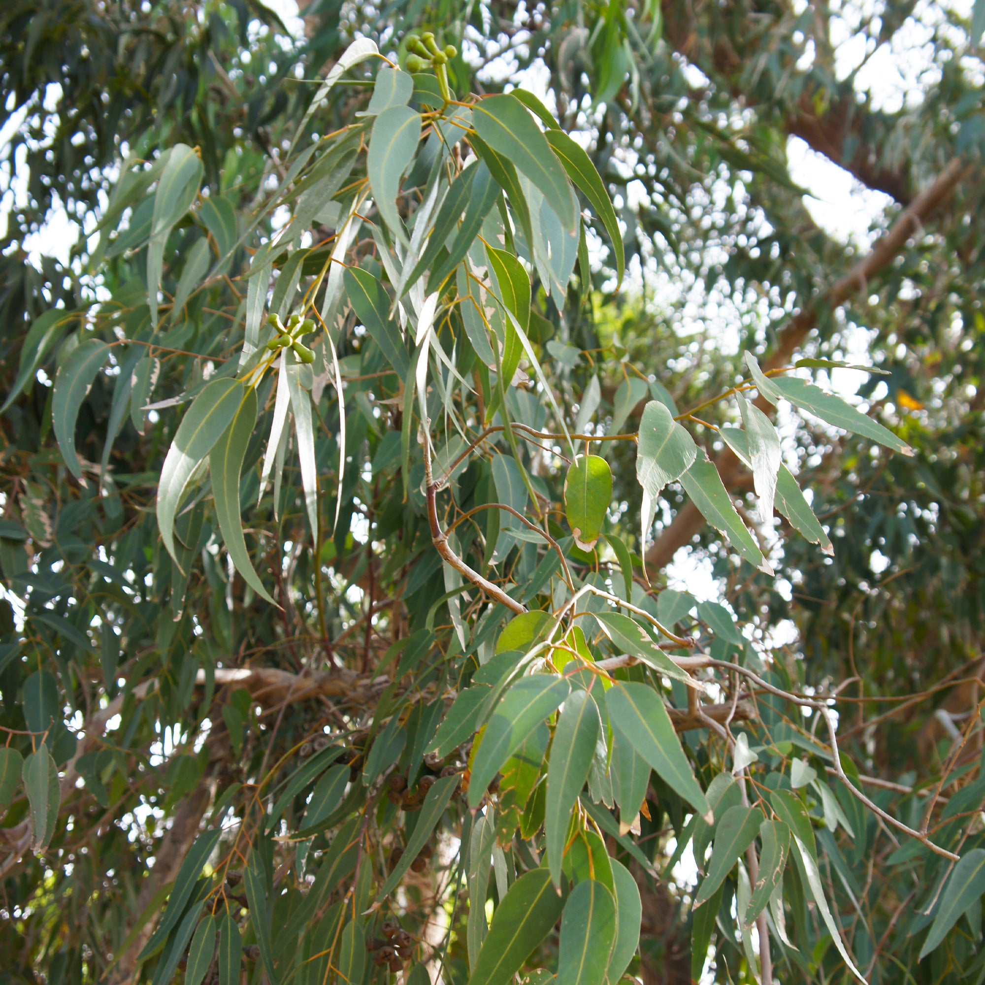 Bakker Ornement Eucalyptus citronné pot 9cm parfum citron soleil