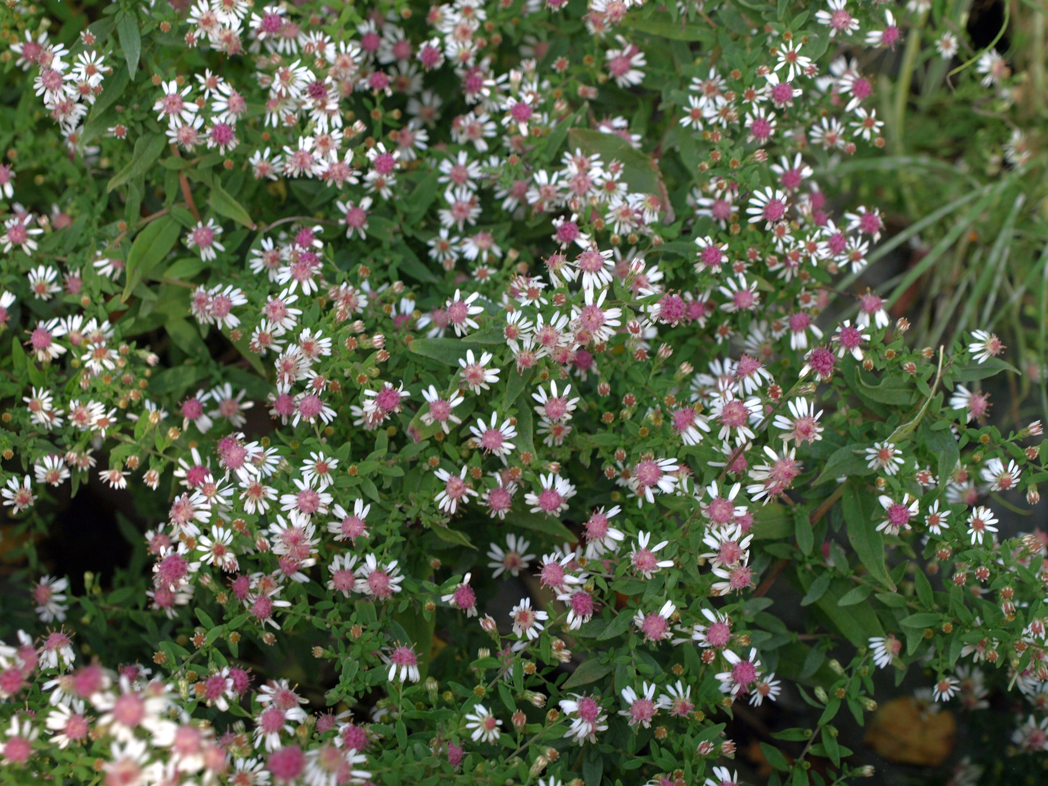 Aster Horizontalis plante vivace godet fleurs blanches 10 mm