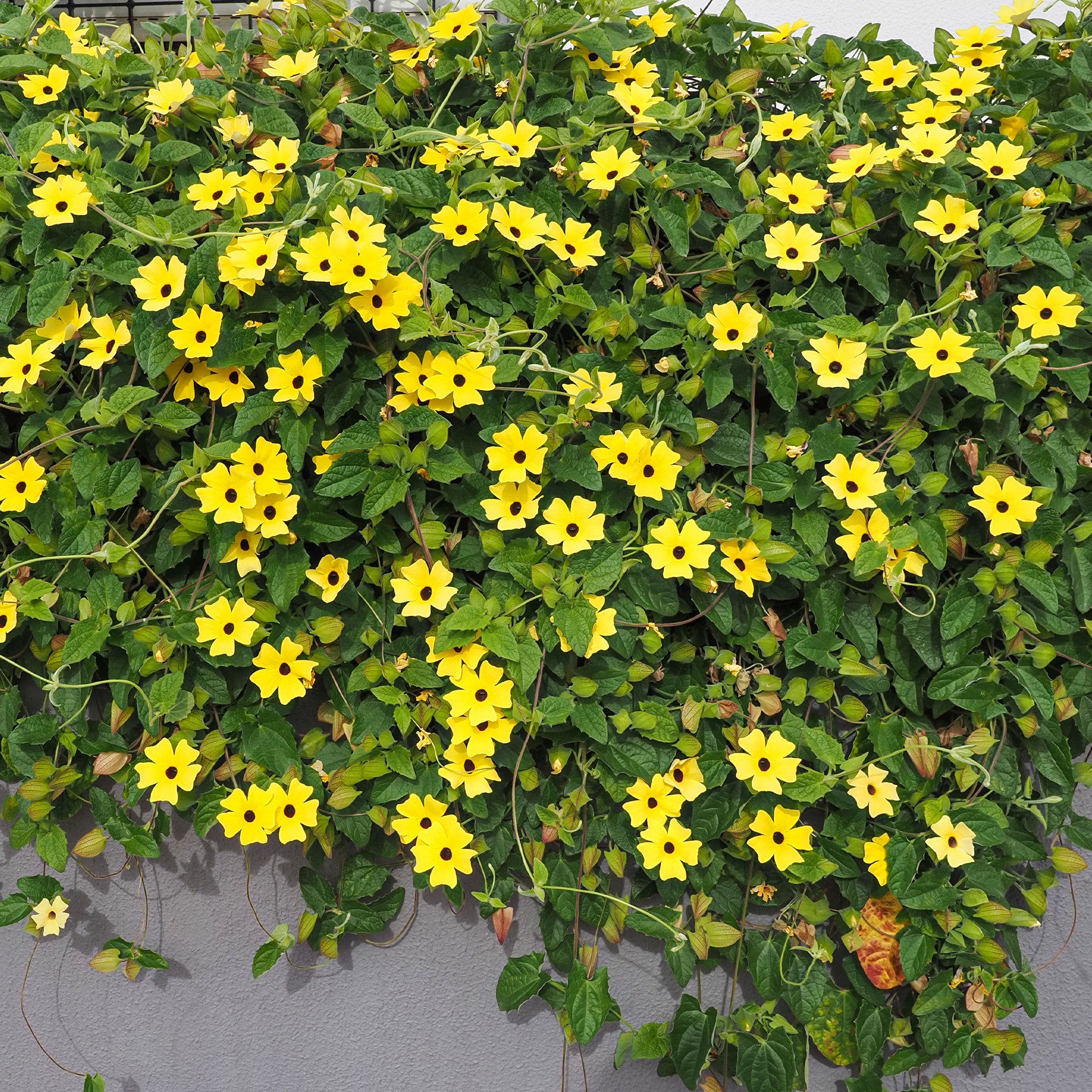 Bakker Suzanne aux yeux noirs plante grimpante pot jaune