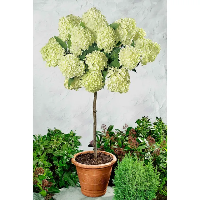 Bakker Limelight hortensia sur tige pot 3L vert citron