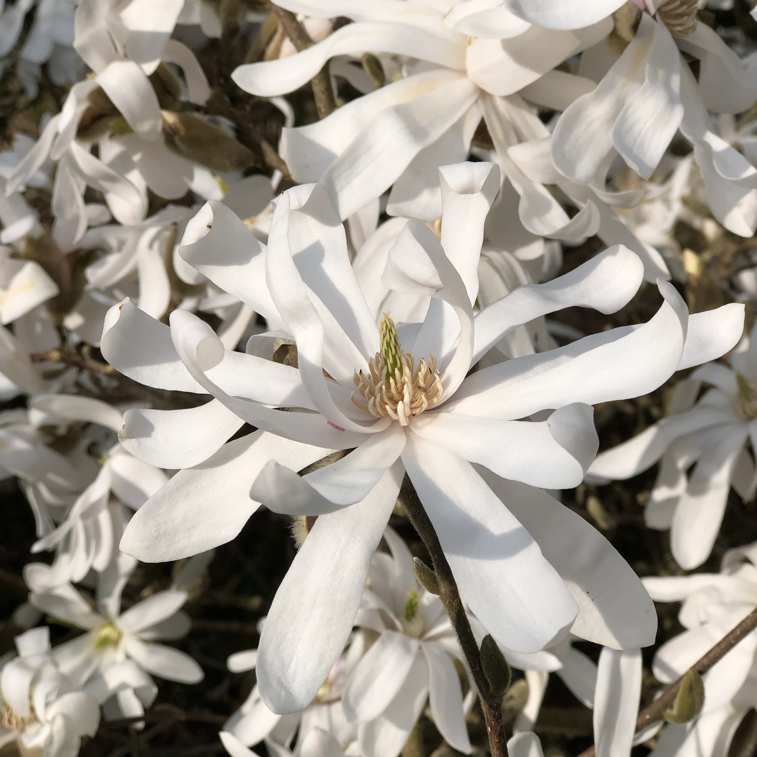 Bakker Magnolia étoilé arbuste pot 2L 40-50cm blanc