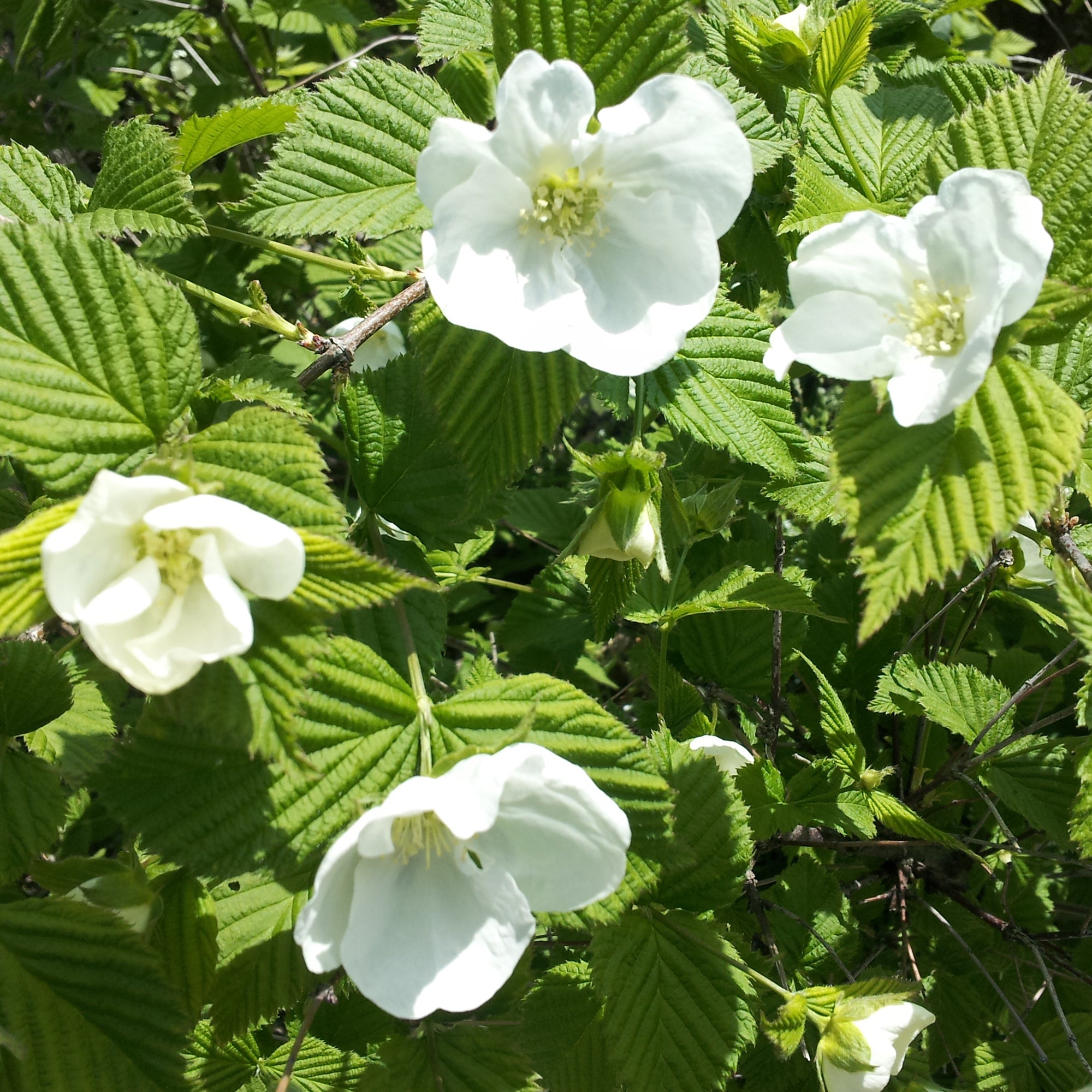 Bakker Rhodotypos arbuste fleuri pot Ø9cm fleurs blanches