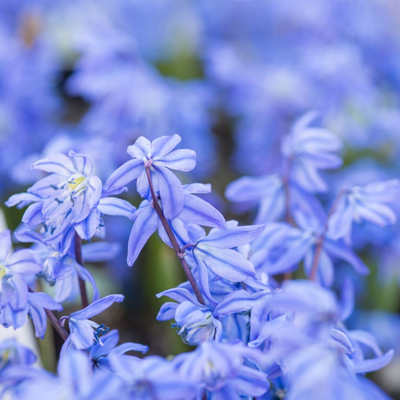 Bakker Scille de Sibérie bulbe à fleurs sachet 20 bleue
