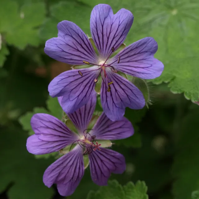 Passion Vivaces Geranium renardii Tschelda plante vivace godet mauve