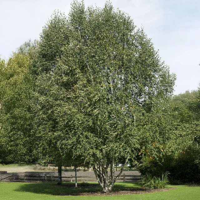 Bakker Ornement Bouleau Himalaya Doorenbos arbre pot 1,5L 80cm