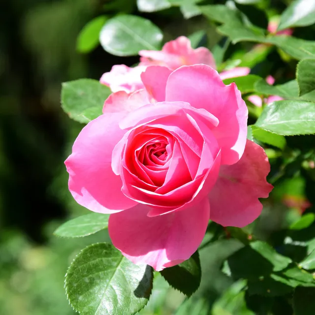 Bakker Pink Perfume rosier racine nue rose parfumé