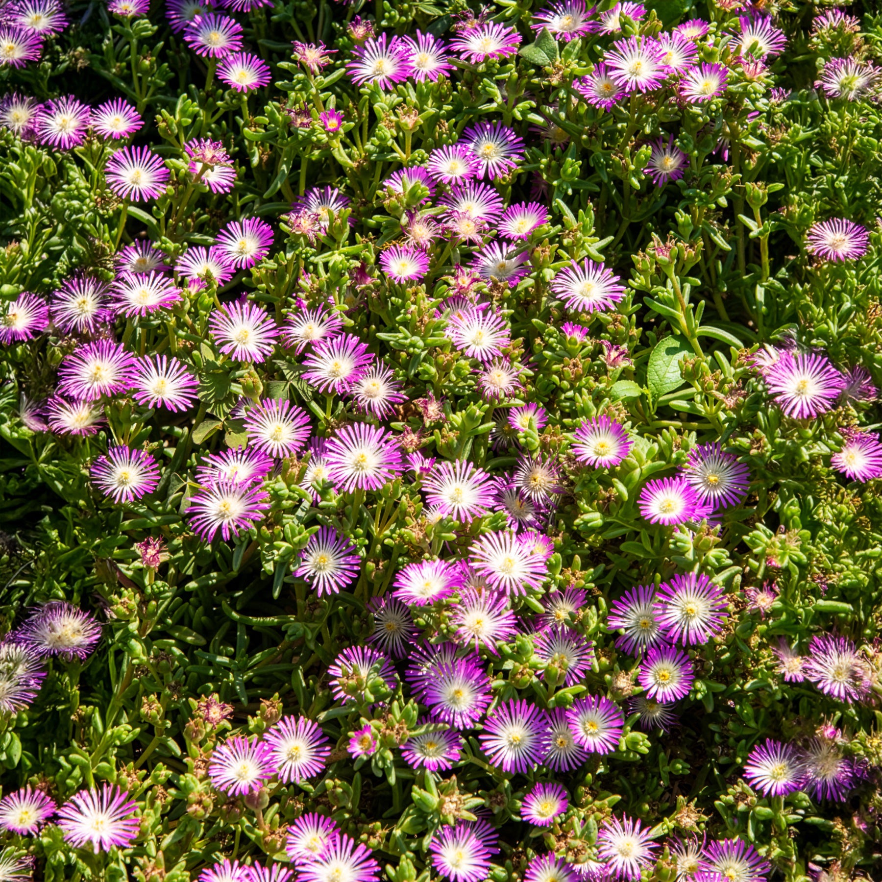 Bakker Delosperma Wheels of Wonder Violet pot Ø 9 cm