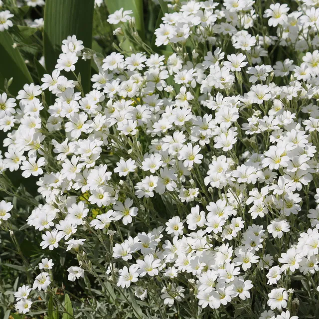 Bakker Plantes vivaces Céraiste de Bieberstein couvre-sol pot 9cm blanc