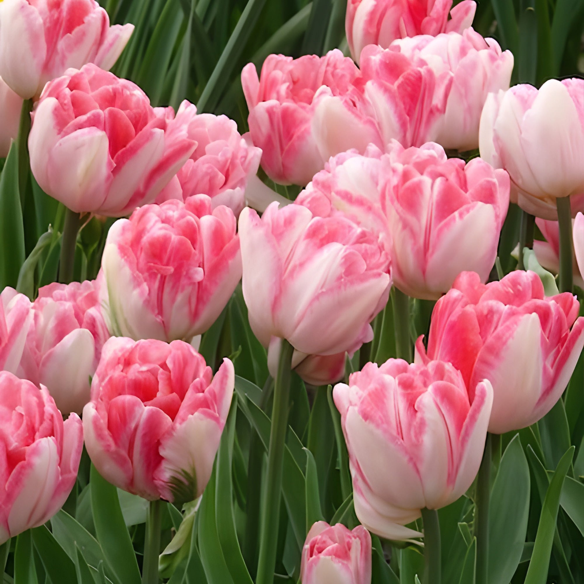 Bakker Tulipe Foxtrot pivoine rose 10 bulbes 11 cm+