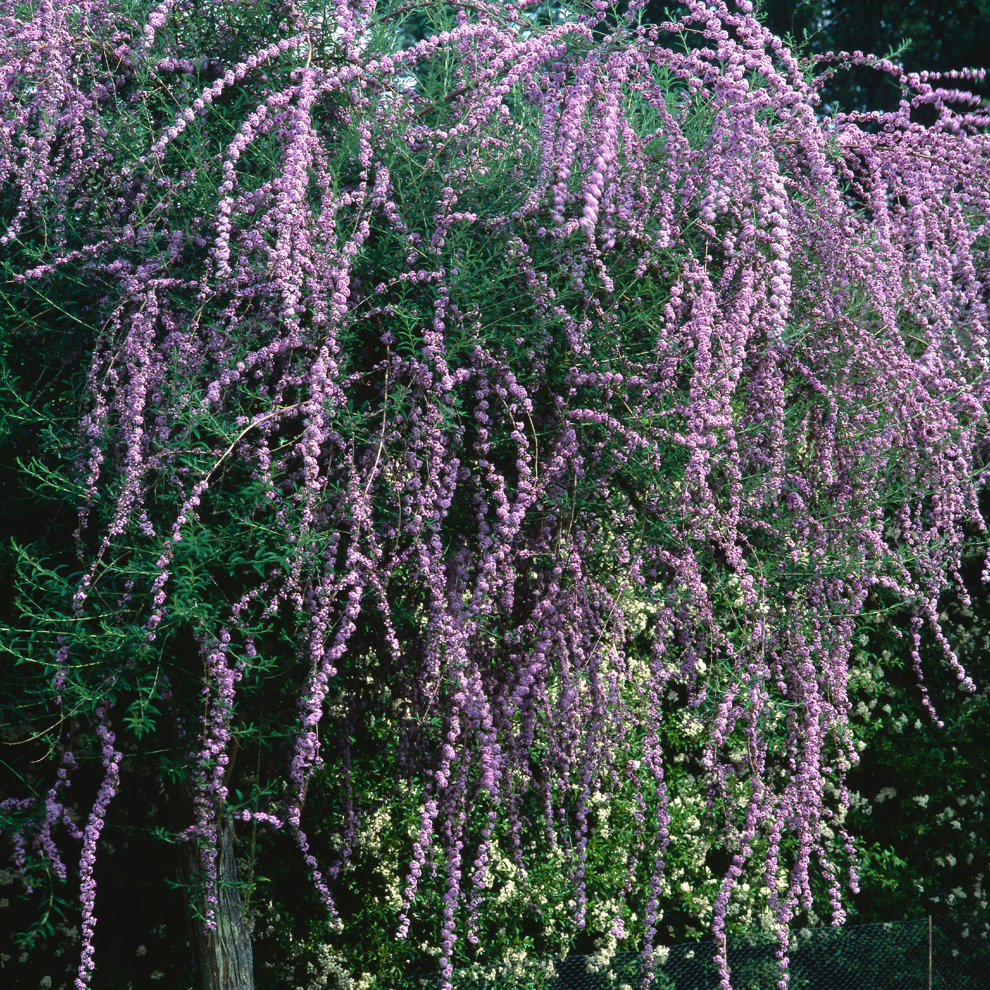 Bakker Arbre à papillons feuilles alternes pot 9cm violet