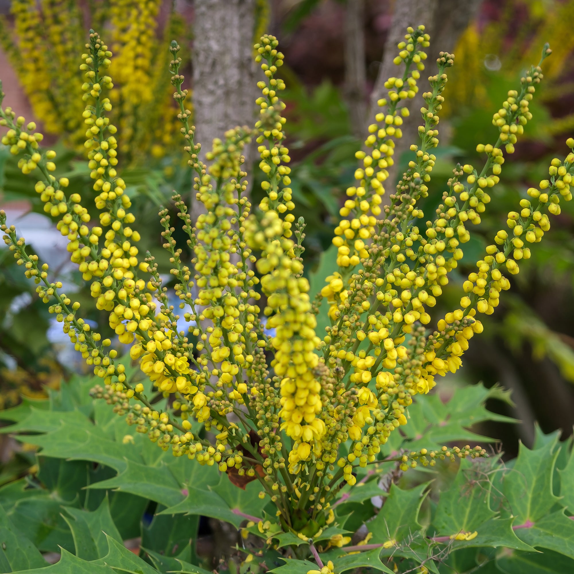 Bakker Plantes d'extérieur Mahonia Charity arbuste pot 3L floraison jaune