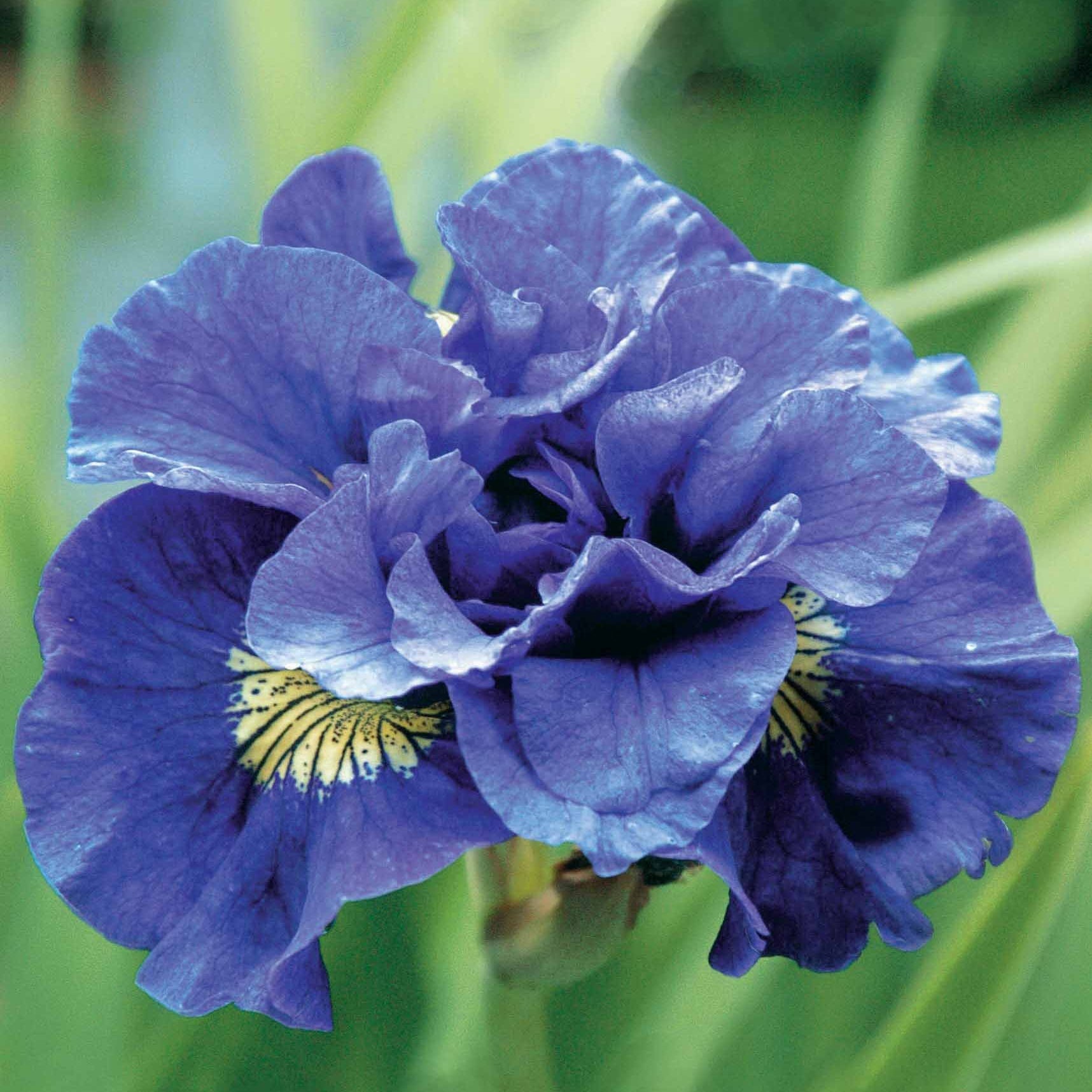 Bakker Iris de Sibérie Concord Crush vivace violet 2 racines nues