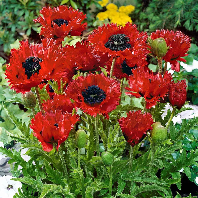 Bakker Pavot Turken Louis Papaver orientale rouge pot 8cm