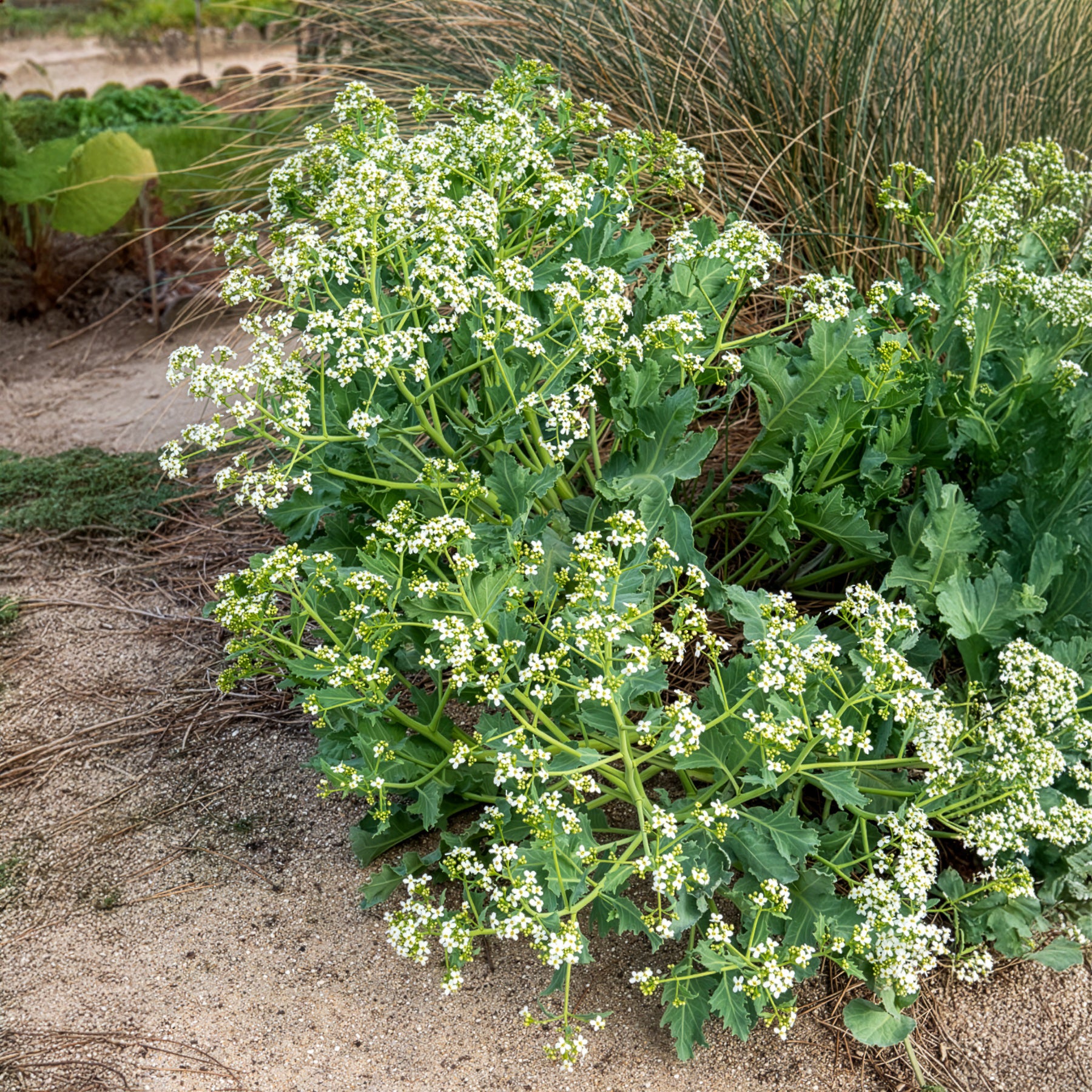Bakker Crambe maritime chou marin vivace pot Ø9cm blanc