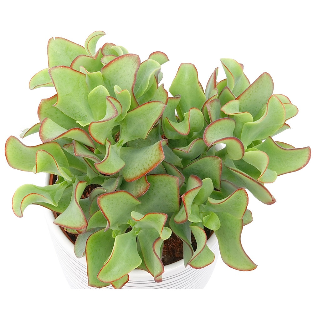 Bakker Curly Green crassula plante grasse pot 12cm