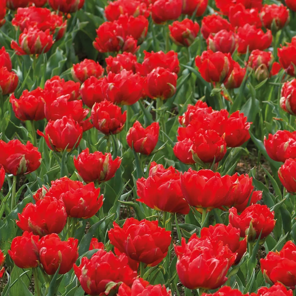 Bakker Bulbes Abba tulipe double rouge sachet 7 bulbes