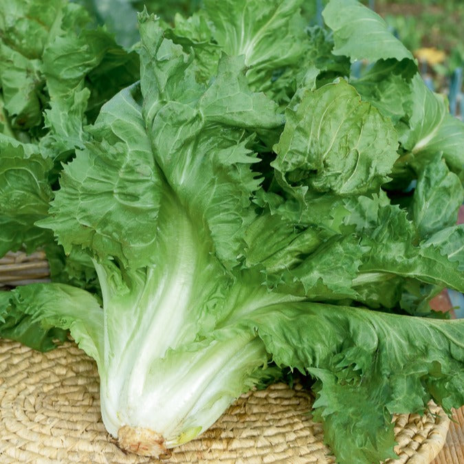 Bakker Scarole Cornet Bordeaux graines 4g salade