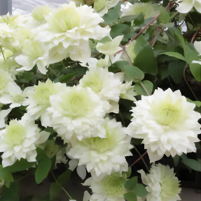 Bakker Clématite Manju Clematis florida grimpante pot 1,5L blanc