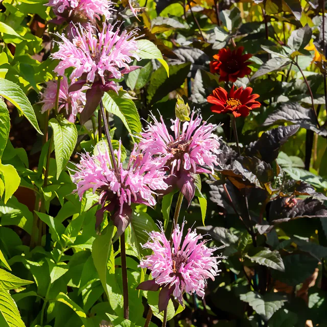 Bakker Monarde Beauty of Cobham vivace rose pot Ø9cm