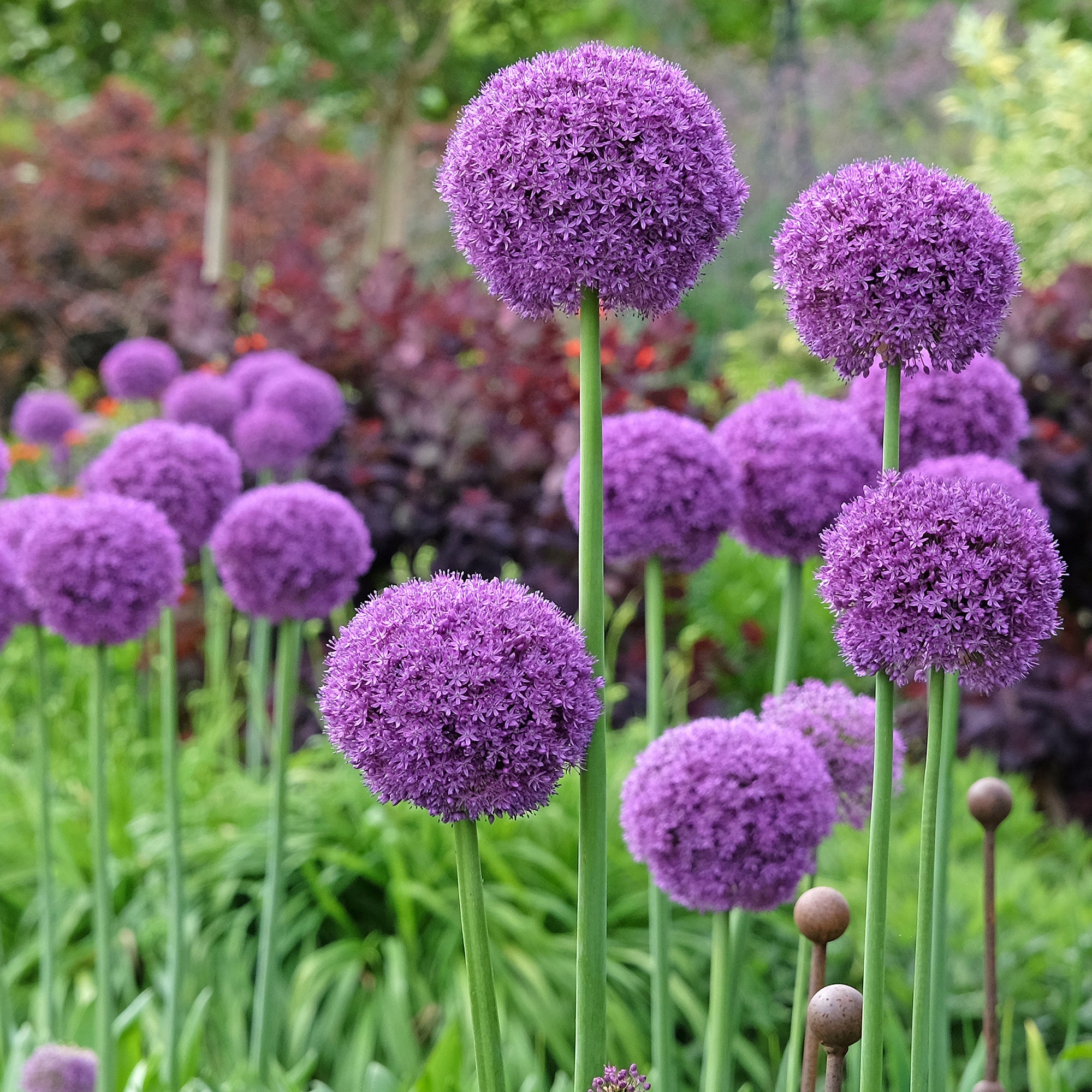 Bakker Plantes vivaces Ail géant de l'Himalaya bulbe sachet 1 bulbe violet 150 cm