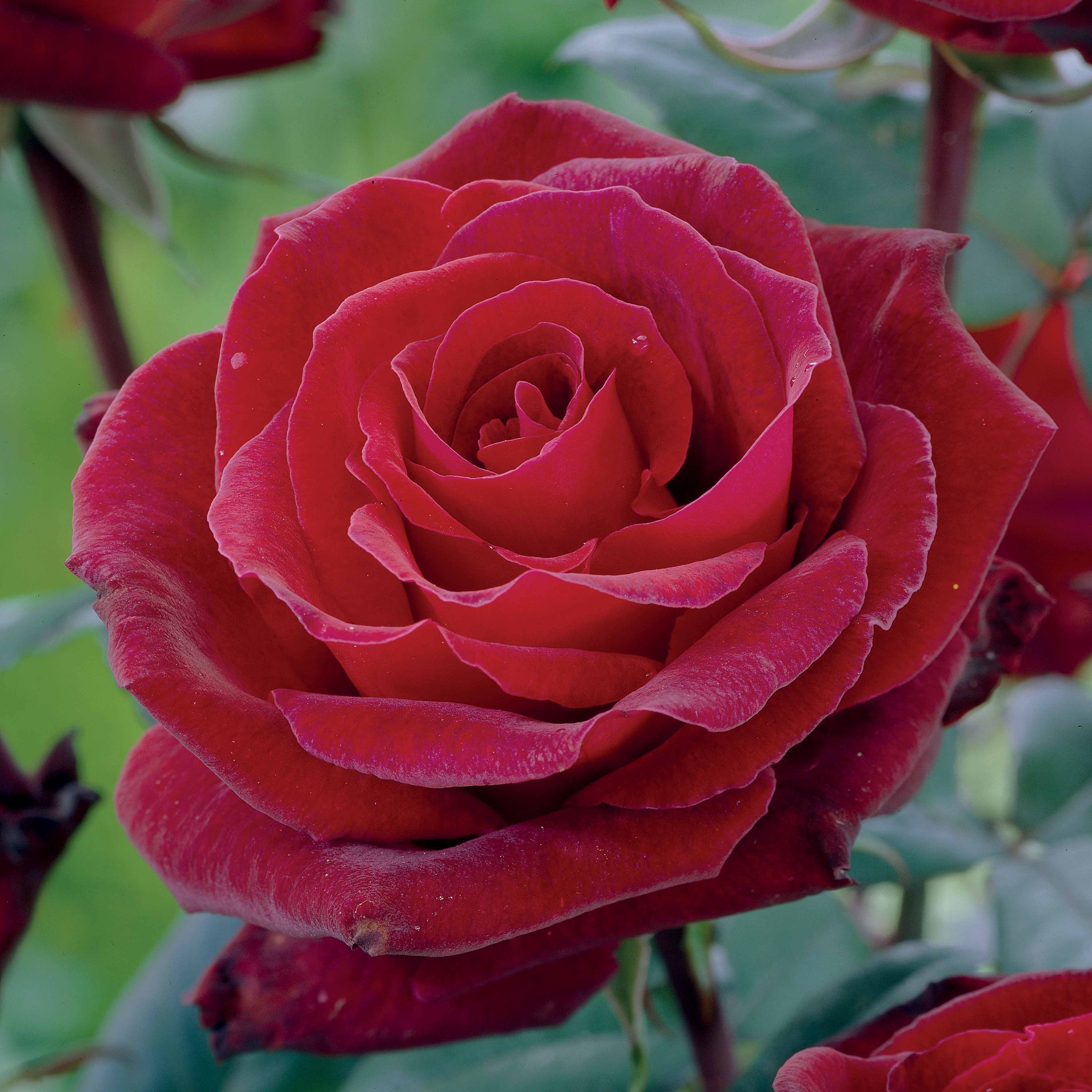 Bakker Rosier buisson Barkarole rouge parfumé racine nue