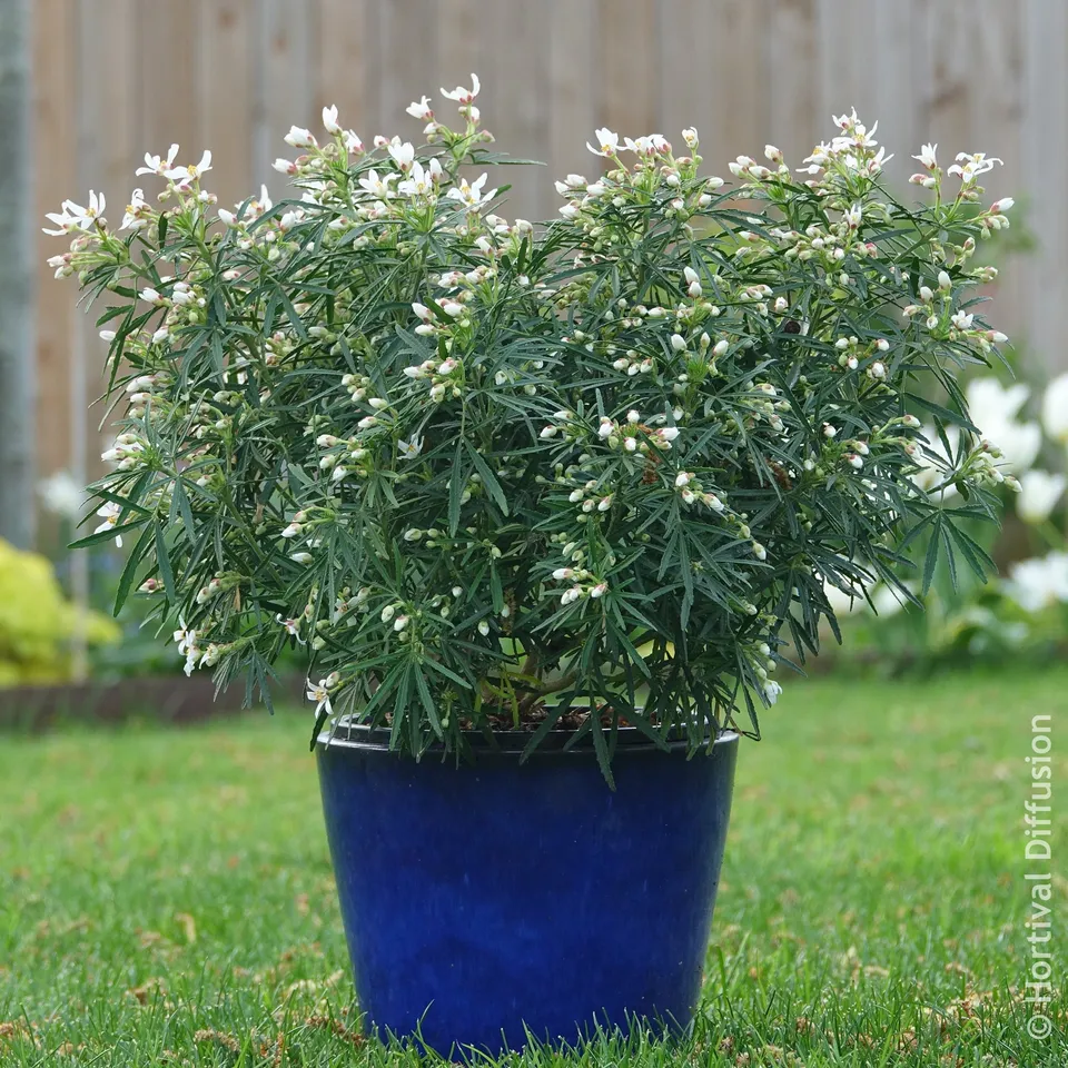 Bakker Oranger du Mexique Little Bee pot 9cm fleurs blanches