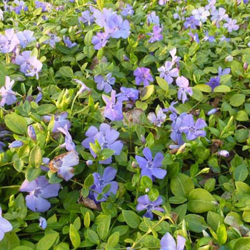 Bakker Marie petite pervenche plante vivace pot 9cm violet