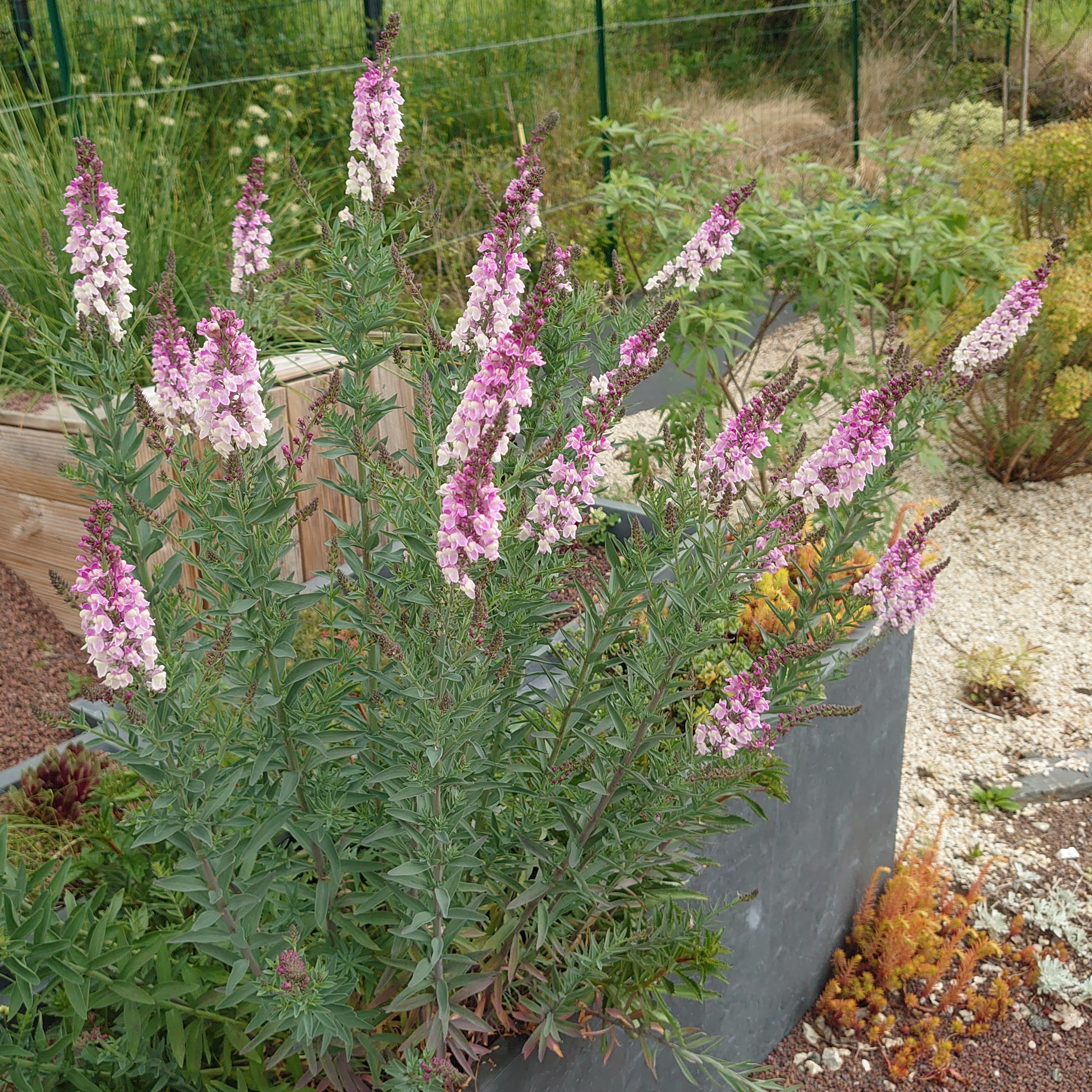 Passion Vivaces Linaria purpurea Dial Park plante vivace rose