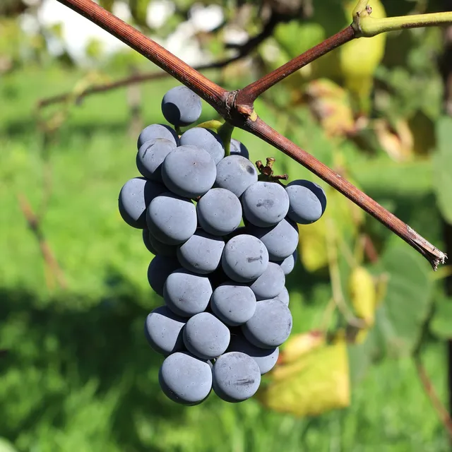 Bakker Vigne Isabella fruitier pot 1,5L raisin noir