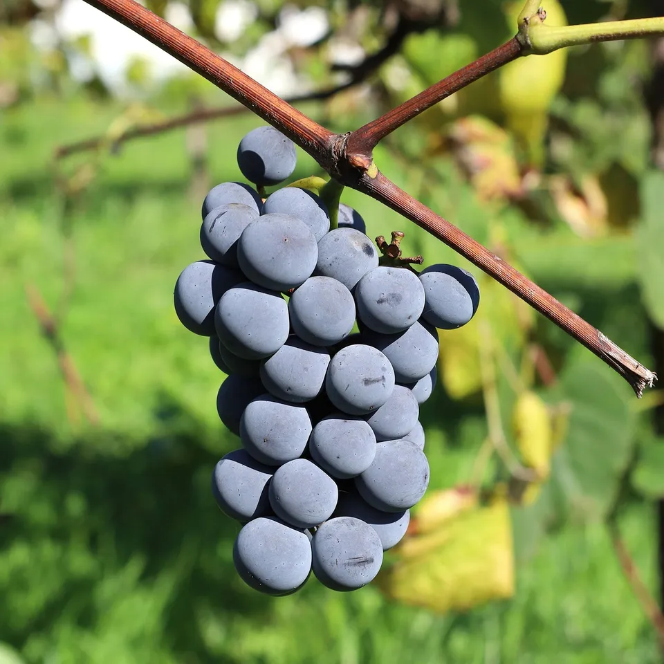 Bakker Vigne Isabella fruitier pot 1,5L raisin noir