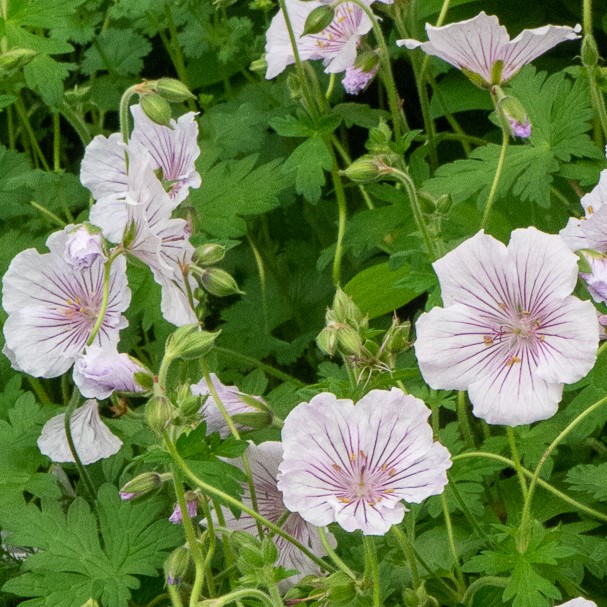 Geranium himalayense Derrick Cook plante vivace godet blanc veiné