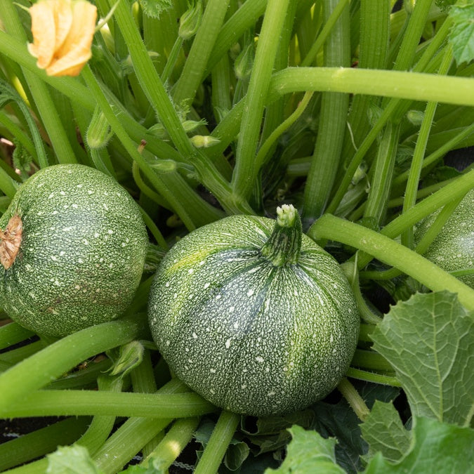 Bakker Potager Courgette Ronde de Nice plants lot 3 godet à farcir