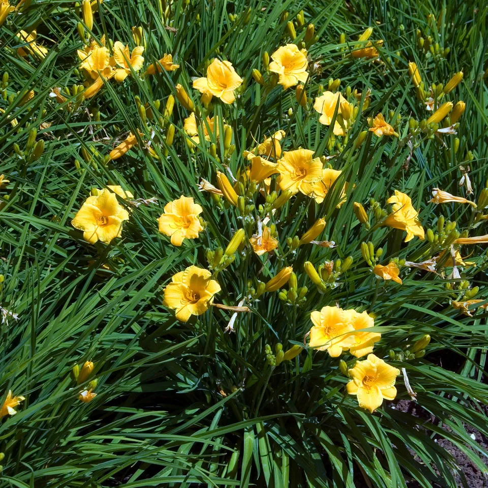 Bakker Hémérocalle Stella de Oro vivace jaune pot Ø 9cm