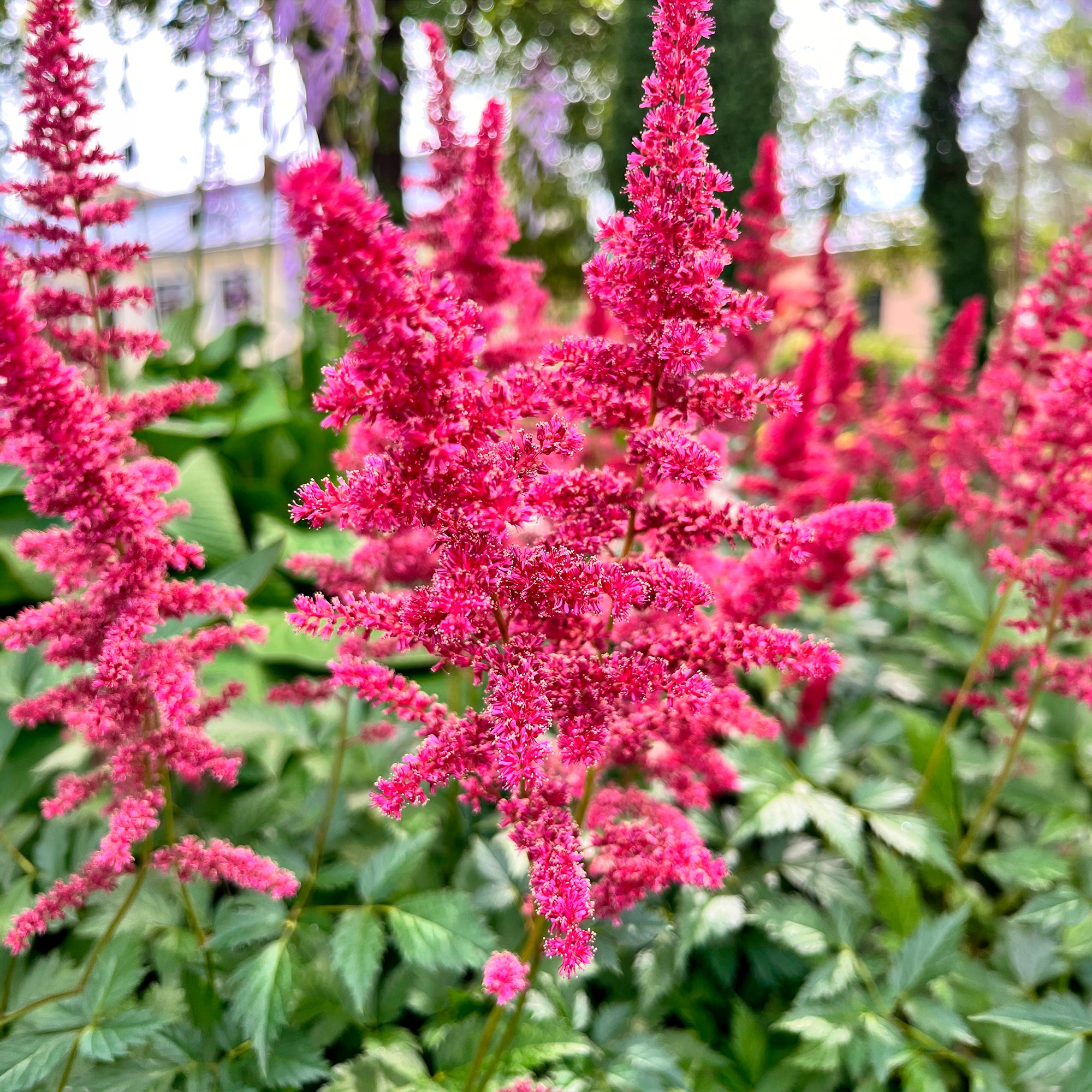 Bakker Vivaces Astilbe d'Arends Fanal vivace pot 9cm rouge ombre