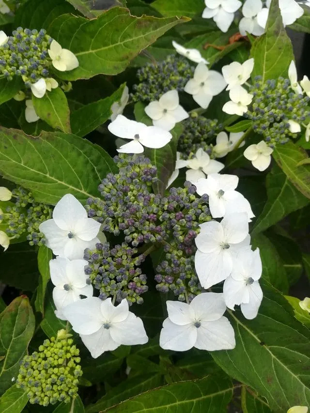 Les Hortensias du Haut Bois Oddorico hortensia serrata godet mi-ombre