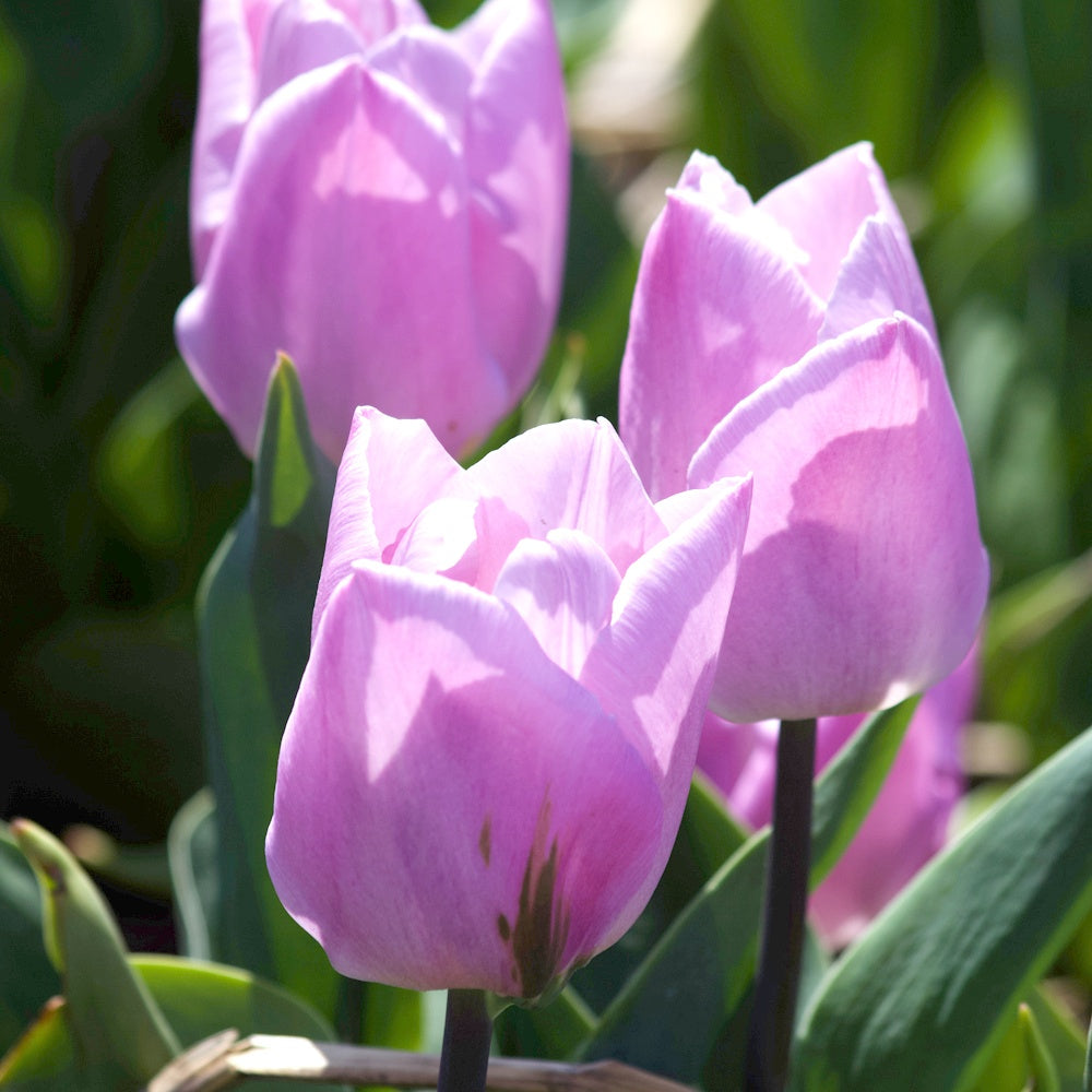 Bakker 10 Tulipes Triomphe Candy Prince bulbes sachet 10