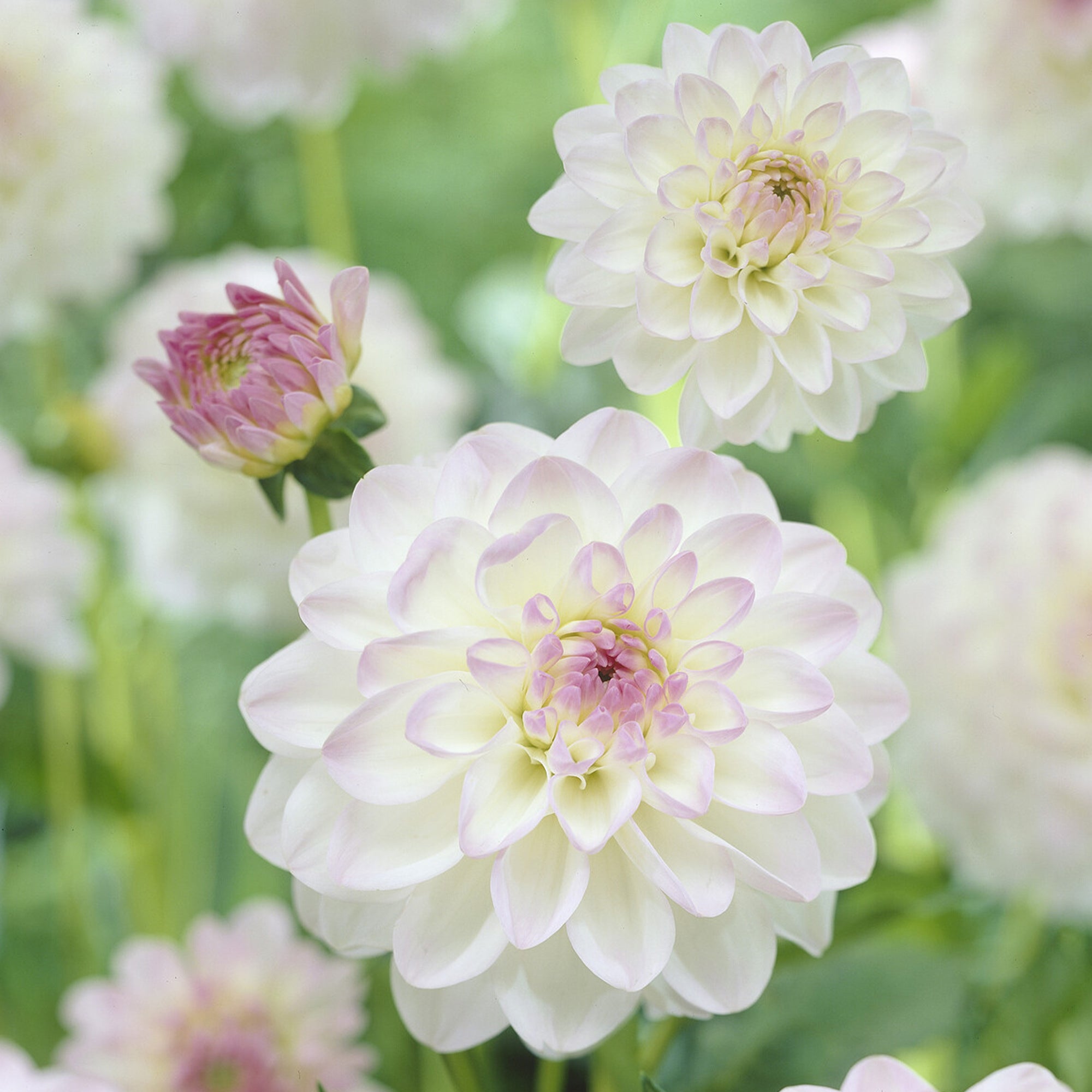 Bakker Dahlia Ball Evelyne bulbe 1 bulbe rose pour couper